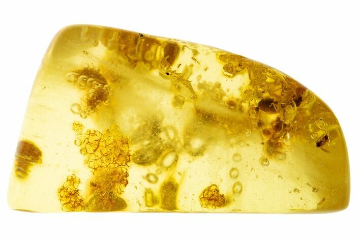 Polished Colombian Copal ( g) - Contains Millipede & Termites #331682